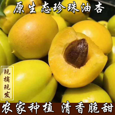 山東【珍珠油杏】杏子新鮮水果黃杏甜杏甜杏仁小白杏現摘現發整箱