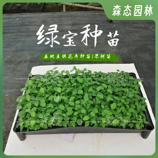 ���~�Ҹ���N�����Ի����҃ȾG�������k���ҾGֲ�ļ������^�~ֲ��