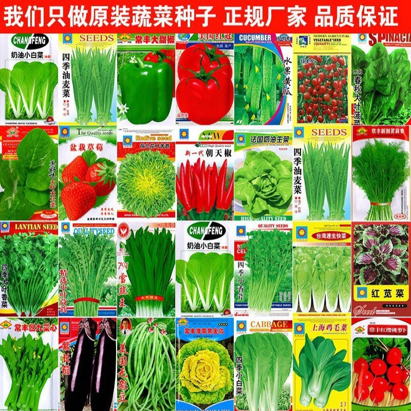 原装蔬菜种子批发四季香菜心菠菜生菜萝卜芹黄瓜小葱油麦草莓蒜苗