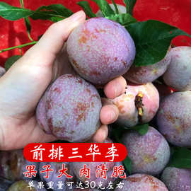 钱排银妃三华李果树苗早熟三月李米李子青李树苗南方种植当年结果