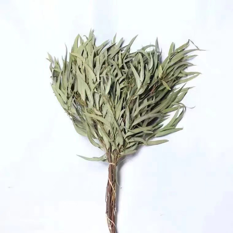 Millet feuille fleur séchée feuille d'eucalyptus feuille de saule feuille d'eucalyptus feuille pointue vraie fleur arrangement de fleurs accessoires de bricolage matériaux de maison en gros
