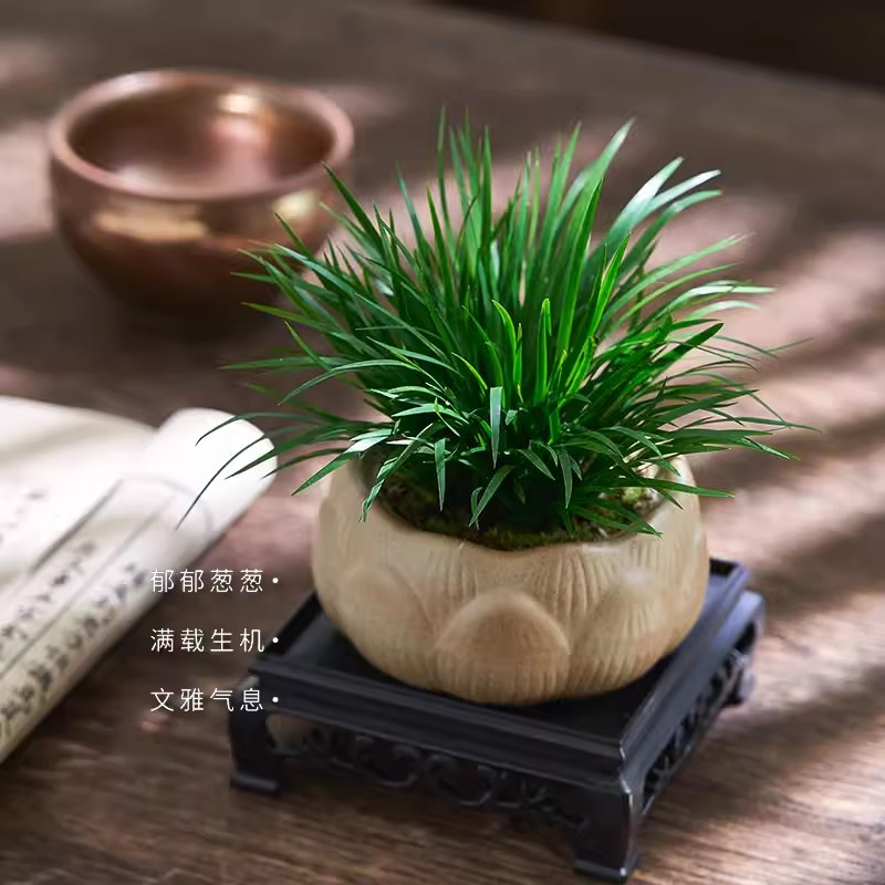 Dinero Acorus acorus bonsai pequeña maceta de oficina decoración de mesa de té modelado Zen迷 interior micro paisaje flor verde