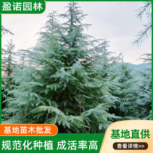 �G���ֵ��hˇ�@��ֲ��ѩ�ɘ���4��5��6�׬F�ڬF�u��׼����ѩ�ɘ�