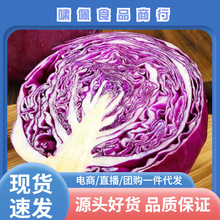 山东紫甘蓝新鲜蔬菜现挖现发包邮当季蔬菜紫甘蓝一件代发简装系列