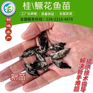 Ʒƽ顿|~ Z~ Ϲ~ һ؛Դֱ