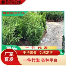 һlSС~S窚USļ@־GͥԺ