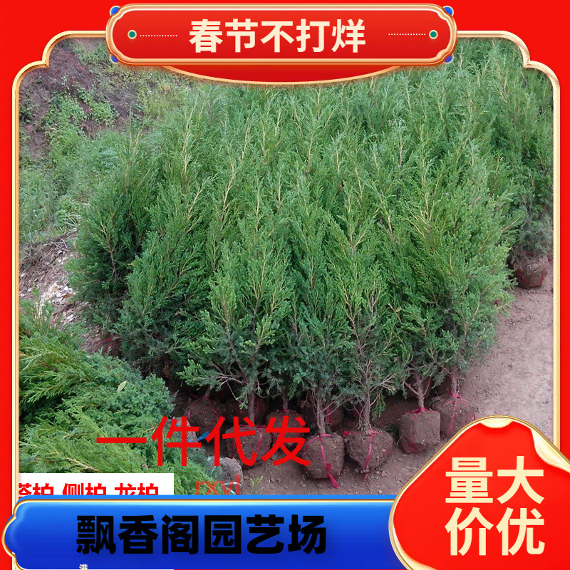 一件代发塔柏龙柏清明树苗侧柏宝塔松圆柏刺柏庭院四季常青道路公