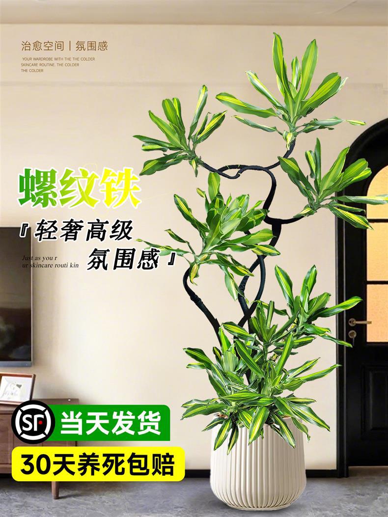 详情图
