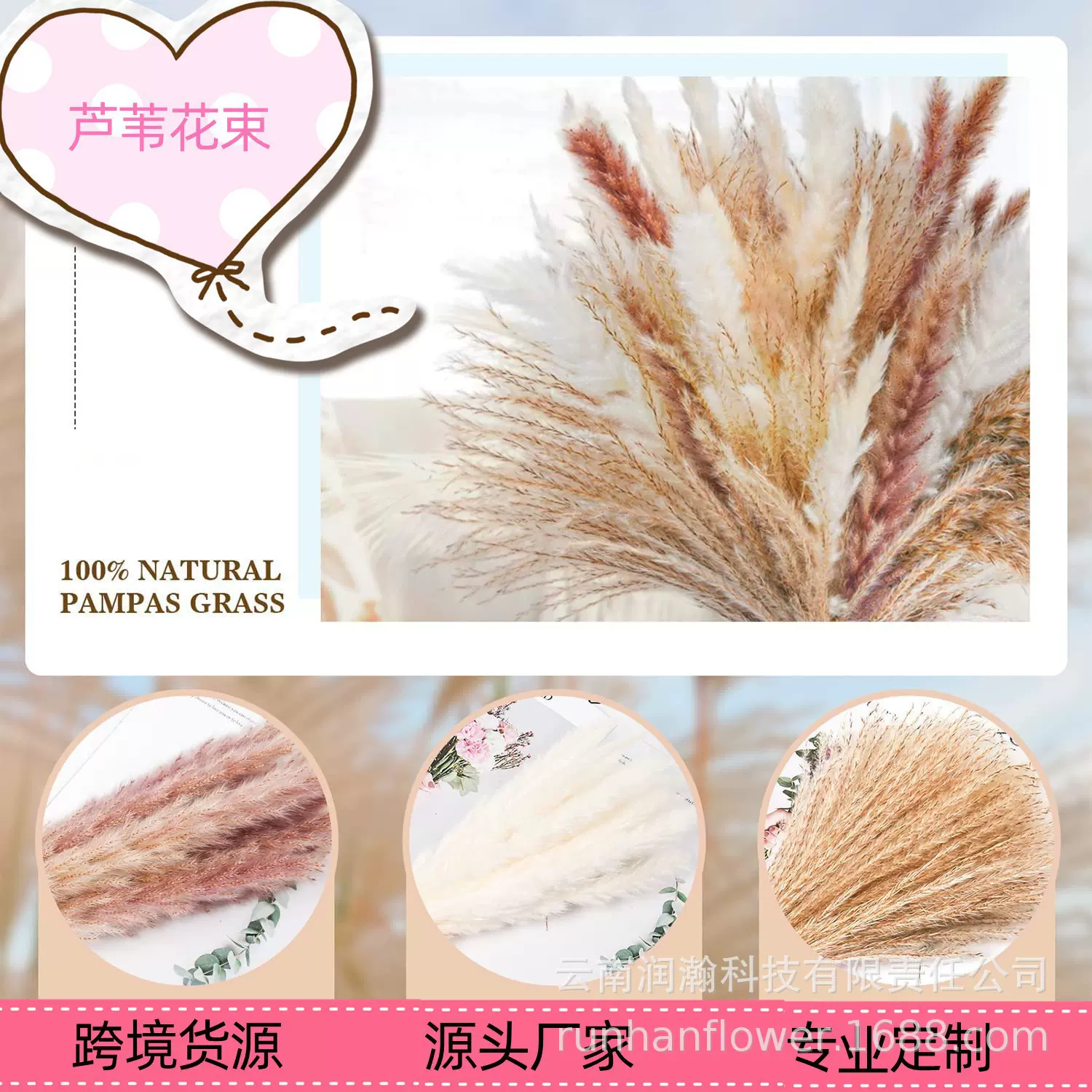 云南工厂亚马逊跨境蒲苇拂尘兔尾草天然干花花束批发真花潘帕斯草