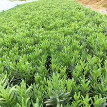 ���_��˹޹�²������Ի�����ݻ��ܶ������ļ��Nֲ�̨ͥԺ�_��