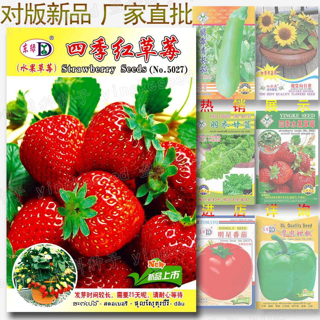 四季草莓种子|约220粒|红草莓籽 阳台种子 蔬菜种子批发 水果种子