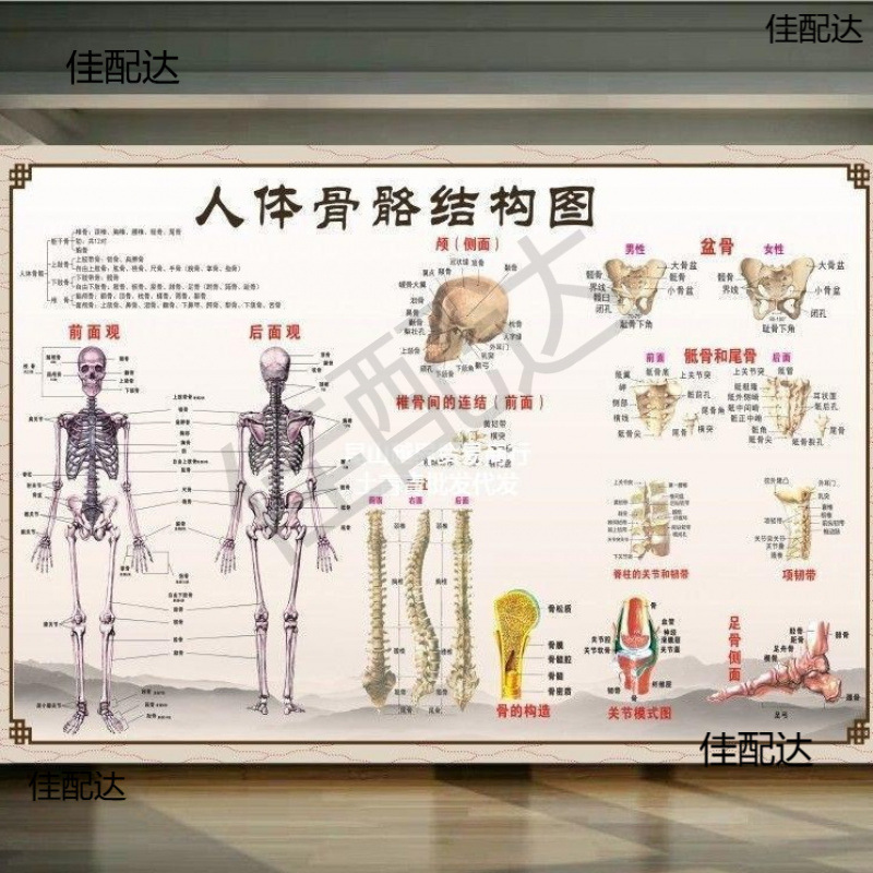 结构图挂图图解图大挂图脊柱肌肉人体骨骼肌肉分布大解剖骨垒德株