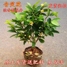 含笑花树苗带花苞耐寒浓香型花卉四季常青室内庭院名贵含笑花盆栽