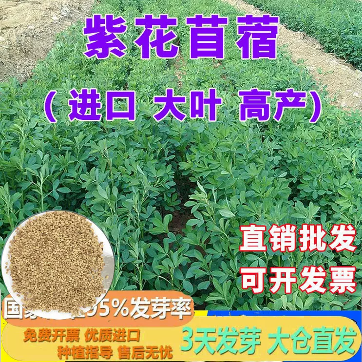 紫花苜蓿草籽种子多年生四季南北方牧草芽苗菜绿化蜜源草木犀