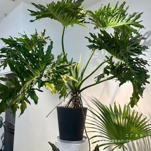 Large Indoor and Outdoor Potted Plant with Dragon Scale and Spring Feather, Suitable for Living Room and Office, Easy to Care For, Absorbs Formaldehyde and Purifies the Air