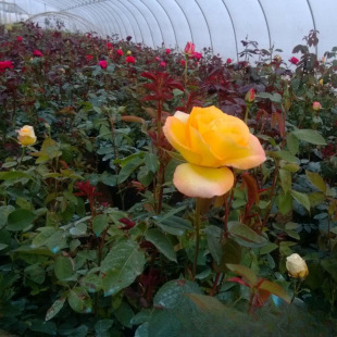 ��Ʒ�N�¼� õ�� �a�����l ���ԃr�� ��N�ɫ���x�� �Gֲ����