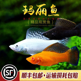 �����~̥���~���y�������~��β��ɫ�R���Ꭷ��ˮ�����^�p�~���w
