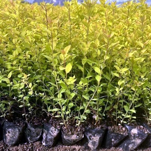 Wholesale Jinshan Dogwood Seedling Container Seedlings, Golden Flame Dogwood Nutrition Cup Seedlings, Dogwood Hedge Slope Protection Seedlings