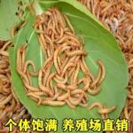面包虫活虫净重鲜活黄粉虫活体画眉鸟八哥食虫子金龙鱼饲料批发