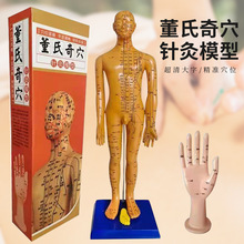 ������Ѩ���ģ�����徭��Ѩλ��ѧȫ������ͭ����ģС�˶���Ѩλ