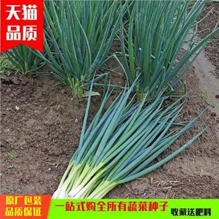 Shanghai Four Seasons Shallot Seeds Potted Shallot Vegetable Seeds Courtyard Pastoral Balcony Easy-To-Grow Vegetable Seeds