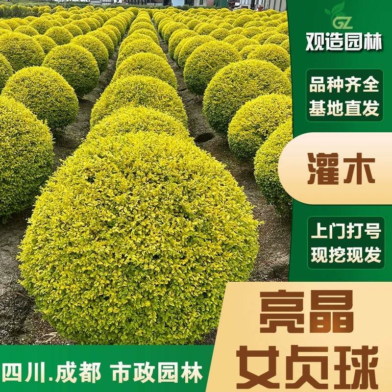 Яркое золотое башенный шарообразное растение-леденец для маленьких рассады Ligustrum lucidum в Сычуаньском садоводстве, ландшафтном дизайне, дворе, садовой изгороди.