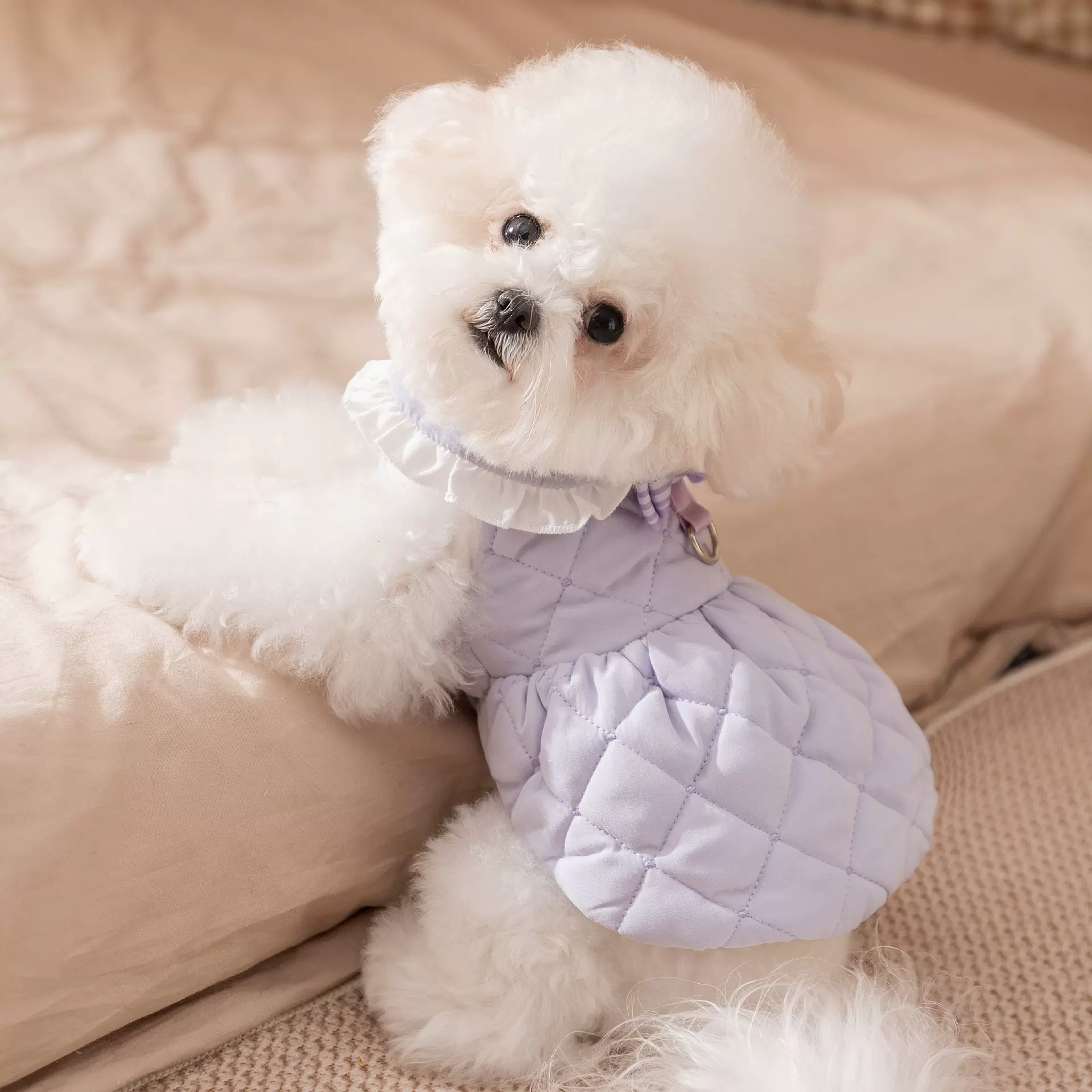 宠物衣服小型犬比熊泰迪秋冬连衣裙棉衣加厚加绒牵引狗狗衣服批发
