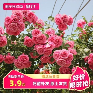 һ�����l�Nޱ�����ٱ��¼��ش󻨘�ͥԺ����ֲ���̨����õ������