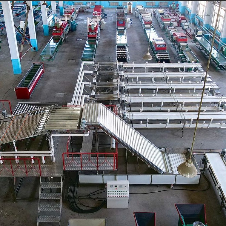 杨梅樱桃全自动清洗分拣风干流水线设备潍坊硕特厂家生产高效率