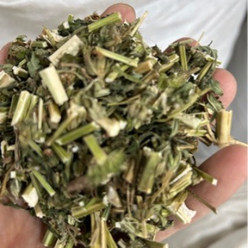批发优质益母草