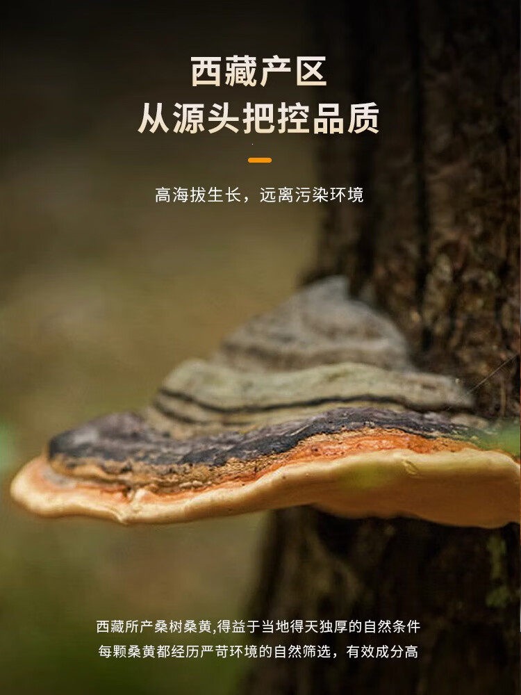 Sang Huang Dried Phellinus Mushroom Premium Tibet Grade Tea Herb 375g Set overview