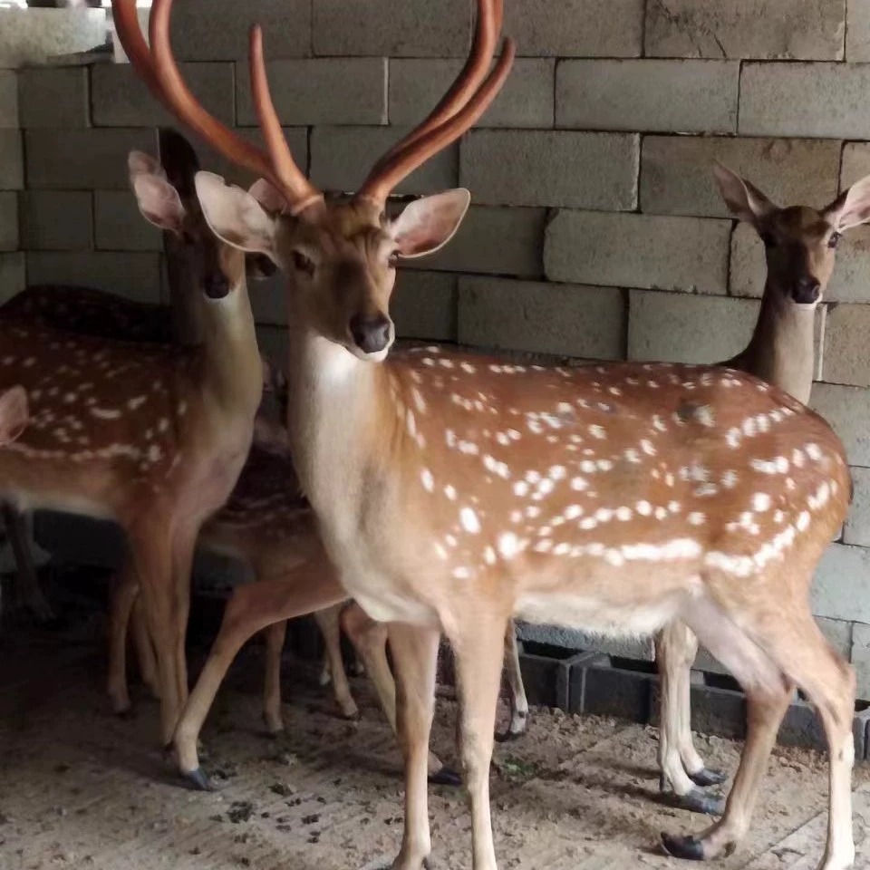 Пятнистый олень Ферма продает живые саженцы пятнистых оленей