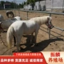 活体养殖国产袖珍小矮马