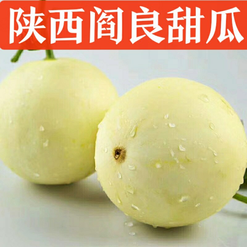 陕西阎良甜瓜香瓜香甜水果直发现摘哈密瓜郁金香甜瓜黄河蜜瓜一件