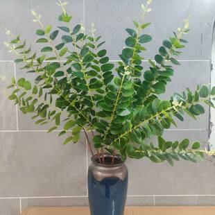 ɭϵ�Gɫϵ�G�~����Gֲ���滨���~�ȼ������~���~�����Rβ�ݲ�˹