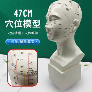 �S�����w�^��ģ��47cm�̌Wᘾ�ģ�����wģ���^ģ�^��ģ�Ͱ�ĦѨλ