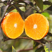 正宗眉山爱媛38果冻橙新鲜橙子水果直发柑橘桔子手剥橙爱媛果冻橙