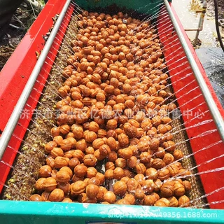 青皮核桃去皮机大型多轴款不伤核桃去皮清洗一体机220/380v核桃机