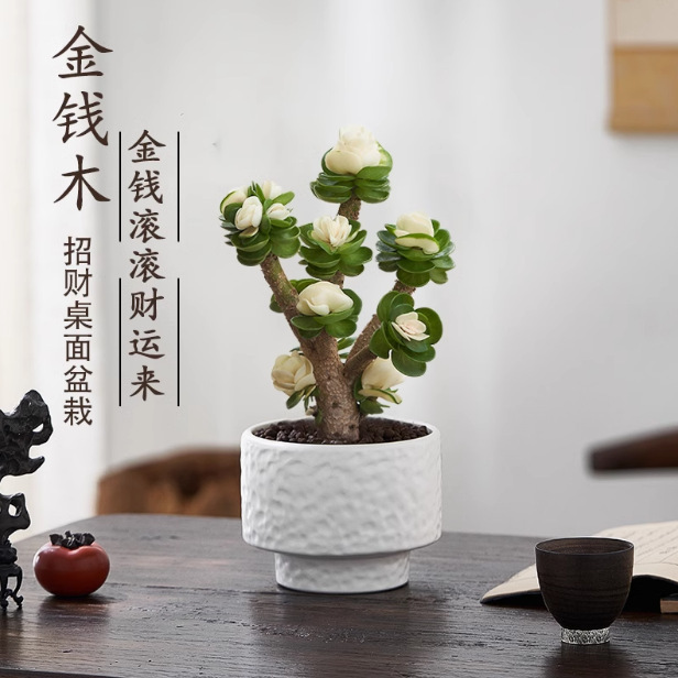 Money Tree, Money Tree Potted Plant, Indoor Green Plant, Fortune Plant, Purifies Air, Removes Formaldehyde, Easy to Feed Bonsai for Lazy People