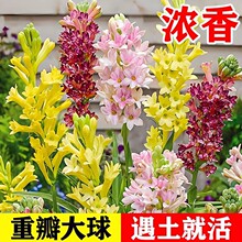 ���^�ذ�������N���_����ҹ����ͥԺ�҃����̨�����������ֲ��