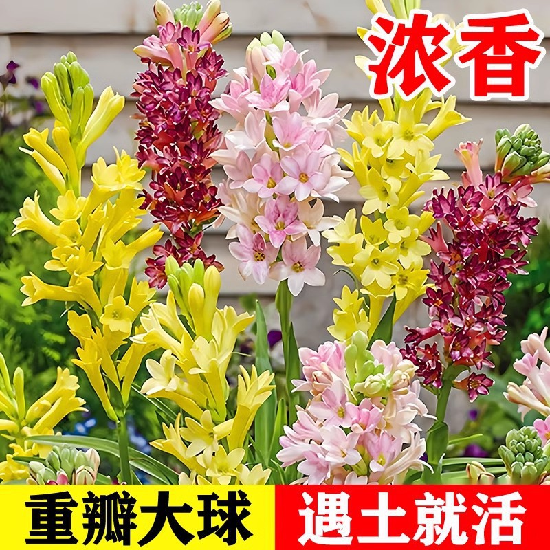 多头重瓣晚香玉种球开花香夜来香庭院室内外阳台盆栽球根花卉植物