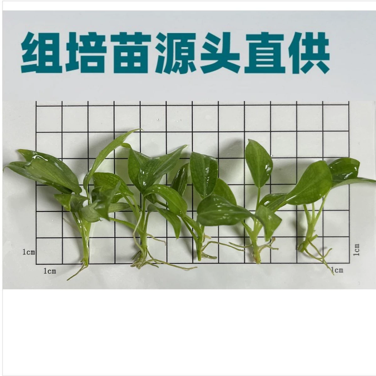 TCPLANT отечественный экспортный завод в горшках Гуандун, пожалуйста, свяжитесь с нами для получения подробной информации