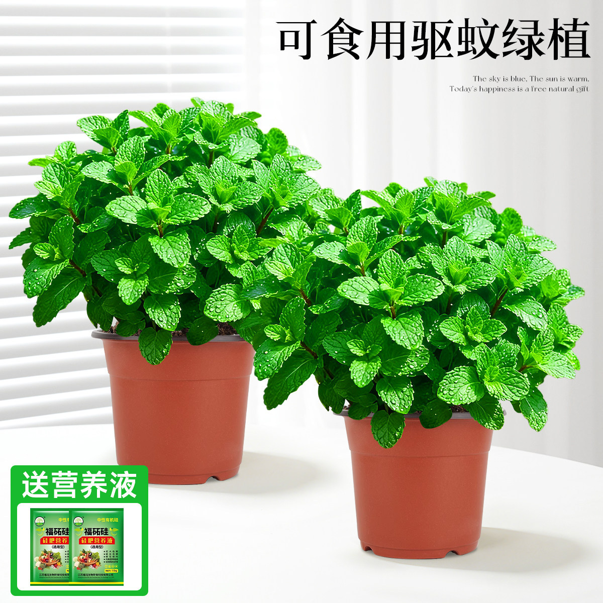 With simple planting pot