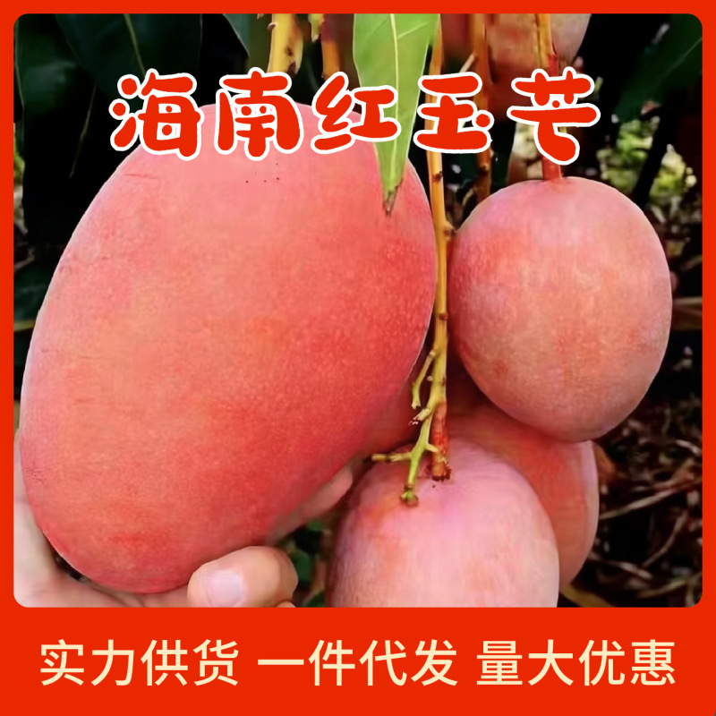 【Express Delivery】Hainan Red Mango, Yuyu Wenmang Red Mango, Australian Mango, Seasonal Tropical Fresh Fruits, Freshly Picked and Shipped Directly from the Origin