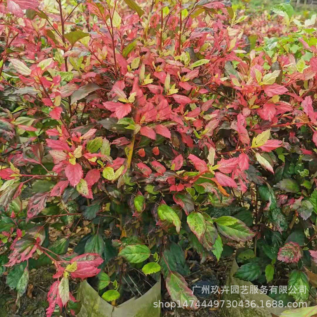 Красочный большой красный цветок крышка рассады цветок вид растений Парк двор пейзаж Цветочные кровати цветок зеркало почвопокровные растения