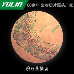Pea Stem Cross-cut Microbial Specimen Microscope Biological Slice High School Teaching Experimental Instrument Scientific Research Slide