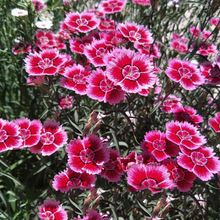 �S�����l����ֲ���޸��������ʯ�������Ի����L��ƺ�ر�����ʯ��