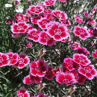Factory wholesale flower border plants perennial flowers multicolored stone bamboo seedlings potted flowering long lawn ground often summer carnation
