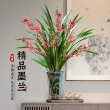 墨兰盆栽名贵兰花苗特级企黑浓香花卉室内客厅阳台绿植物四季好养