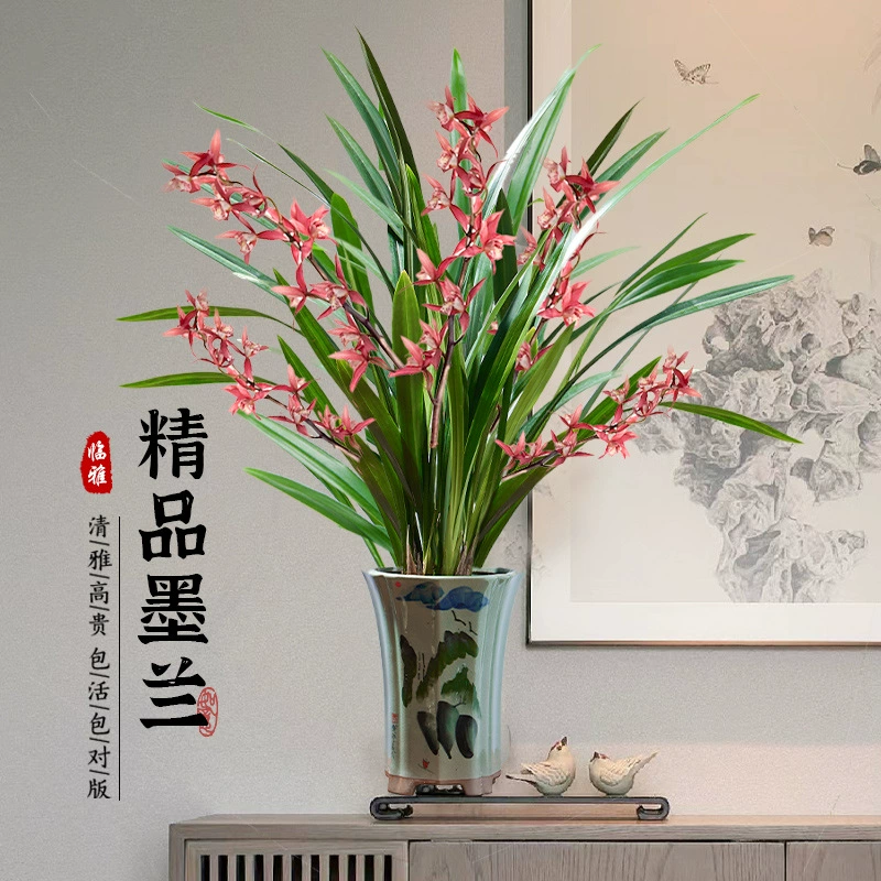 Магнолия в горшках саженцы редких орхидей супер черные ароматные цветы домашняя гостиная балкон зеленые растения Four Seasons хорошо